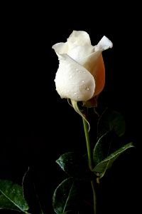 1334855_white_rose