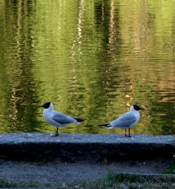 Nämä Pinterestiinkin löytäneet lokit poseeraavat Aulangolla Joutsenlammen rannalla. Kuva Availan kotialbumista