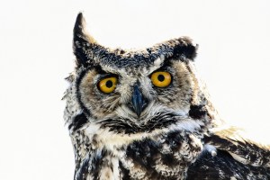 owl